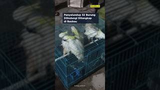 Penyelundup 32 Burung Dilindungi Ditangkap di Baubau #news #iucn #gakkum #satwa #2023