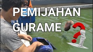 CARA BUDIDAYA IKAN GURAME DI KOLAM BETON || PEMIJAHAN GURAME