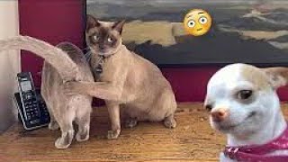 You Laugh You Lose Funniest Cats and dogs 2024