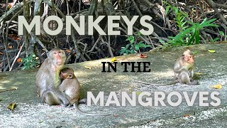 Monkeys in the Mangroves | Long-Tailed Macaques of the Cần Giờ Biosphere Reserve, Vietnam