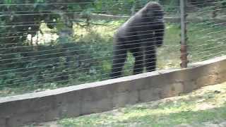 gorillas in the mefou national park