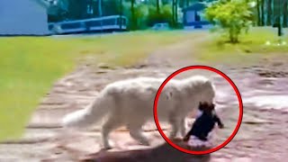 Cat Steals A Litter Of 5 Puppies And Hides Them From Their Mother