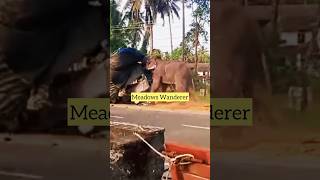 Crazy Elephant on a roll : Stop me If you can 😱