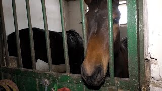 Спорт, який не відпускає: під Харковом відновлюються тренування в дитячій кінно-спортивній школі