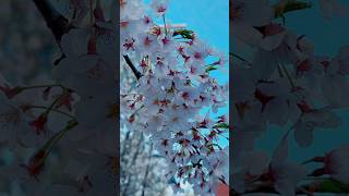 Spring! 💐 Beautiful Cherry Blossoms 🌸