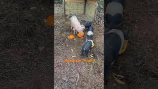 Pumpkin time for the pigs! #farming #pigs