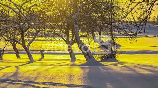 Golden Sunlight Illuminated Through Snowscape Countryside