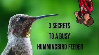 3 SECRETS to a BUSY hummingbird feeder