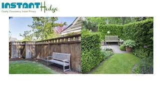 What Are The Benefits Of Using Hedging Plants In The Landscape?