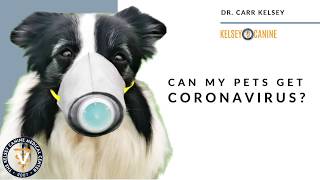 Can My Pets Get Coronavirus?