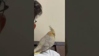 Adorable Baby Cockatiel Falls Asleep On Me🥺🥺#cockatiel #baby #cute #shorts #sleep