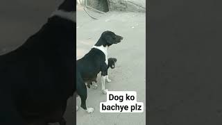 dog ko bachye plz