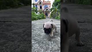 pug male on sale #dharan #fypyoutube