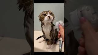 Wet Cats at Their Cutest!