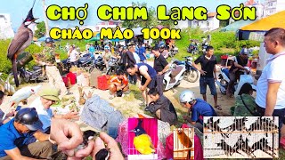 Chợ Chim Phiên 12|08|24 Sau Bão Hoạt Động Trở Lại Sau 2 Phiên Ngập Lụt Rất Nhiều Chim Chào Mào