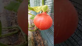 Выросла ещё одна ярко-оранжевая тыква/ Another bright orange pumpkin grew up