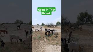 Goats in Thar Desert #ytshorts #desertanimal #shorts