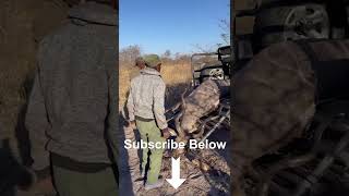 Loading a Giant Kudu Bull #shorts