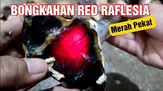 BARU PULANG DARI LOKASI TAMBANG LANGSUNG KITA REVIEW BAHAN RED RAFLESIA