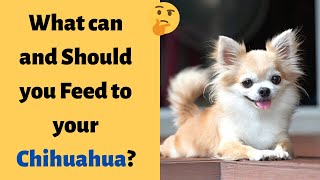 What can Chihuahuas Eat And What they Can't Eat? | The Ultimate Guide to Chihuahua Diet |