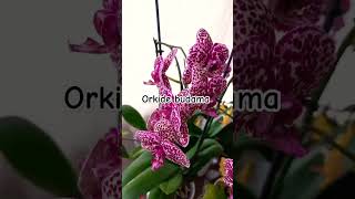 Orkide budama sonrası  güzel  görüntü #orkide #orchid #flowers #çiçek #orchids #orkidebudama