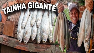 INACREDITÁVEL NUNCA PEGUEI TANTO PEIXE GRANDE NA TARRAFA - FOI UMA LOUCURA ESSA PESCARIA!