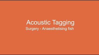 Acoustic Tagging: Anesthetizing Fish