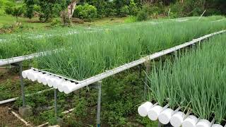 Trinilandman hydroponic system Chive Rack in the Bamboo