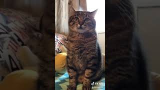 Смешные КОТЫ Tik Toks / Кот в Тик Ток #степа 🐾😎🐾