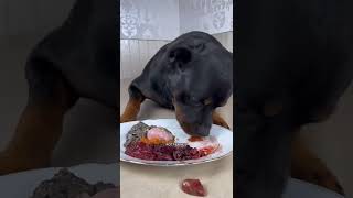 THE CUTE DOG EATING FOOD MOMENT #short #cutedog #dog #tiktokt #funny #moment