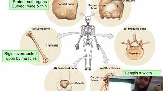 Bi265 010819: Lab 2 Bones