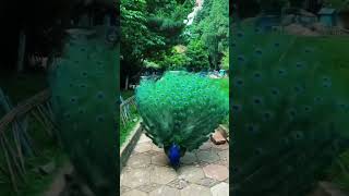 🦚Peacock with loose tail