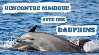 RENCONTRE MAGIQUE avec des DAUPHINS !!!