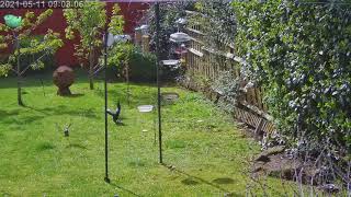 Magpie viciously attacks and kills a young blackbird