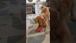 Why Golden Retriever is Obsessed With Red Ball