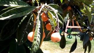 Loquat tree: makes great liquor