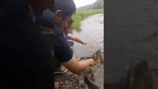 Ikan lahap makan roti