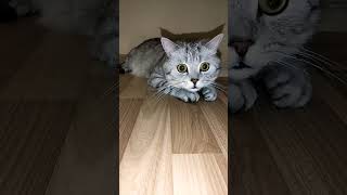 Тихо себе нервы полечу #юмор #приколы #cat #смешнойкот #смешныекоты #shorts