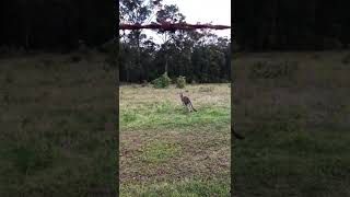 Bike and Kangaroo #shorts