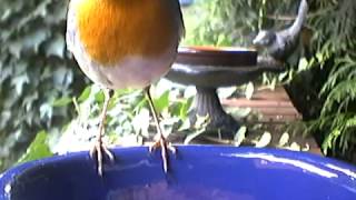 The European Robin ~ British Birds UK Red Breast eating mealworms