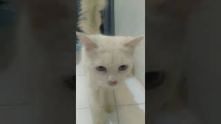 This cat named Blue is very cute|#shorts #youtubeshorts #cat #cutecat