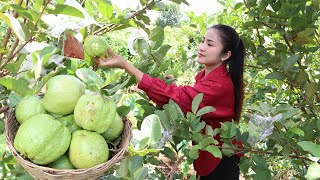 Good tip to make yummy pickled guava fruit / Guava fruit recipe / Cooking with Sreypov