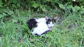 Cat on grass.