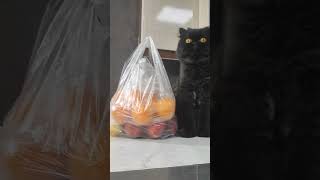 گربه خواهرم. #shortvideo #روزمرگی #pet #pets #cat #cats #life #home