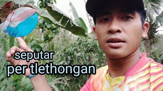 ngusungi lethong untuk pupuk porang bersama Mbah Katmin || kehidupan di desa