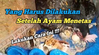 INI DIA PROSES YANG HARUS DILAKUKAN SETELAH AYAM MENETAS | WAJIB DIKETAHUI