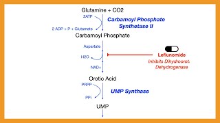 Pyrimidine Synthesis