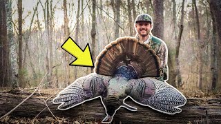 Mississippi Public Land Gobbler! (Southern Turkey Hunting)