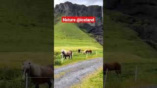 #nature #iceland2023 #naturelovers #naturevideo