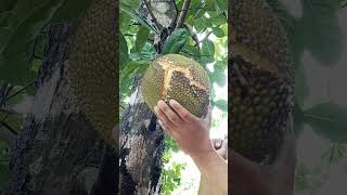 Let's get Jackfruit #satisfying #trendingshorts #trendingvideo #viralshorts #viralvideo #trending